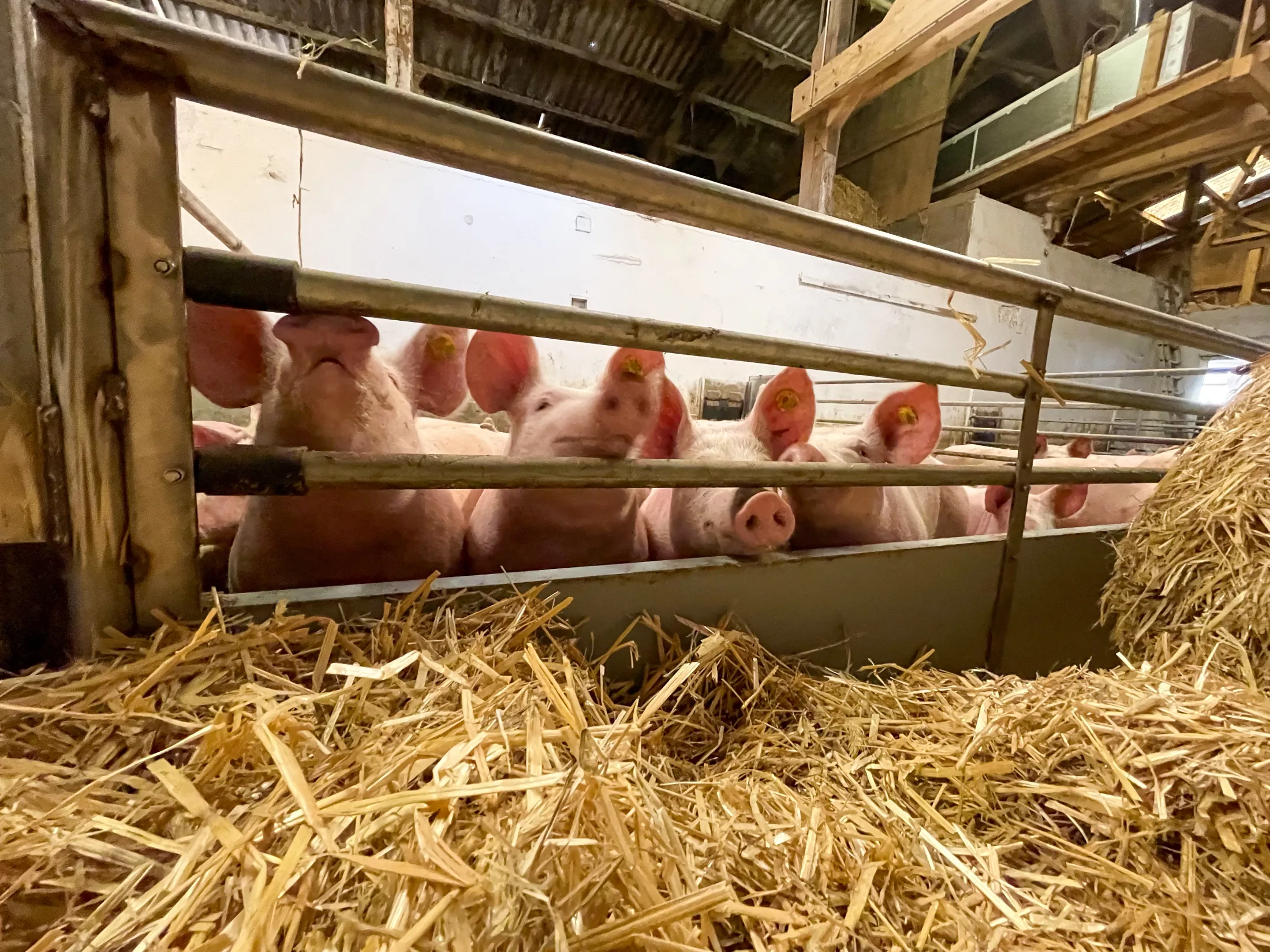 Schweine im Strohstall am Hofladen Lackner