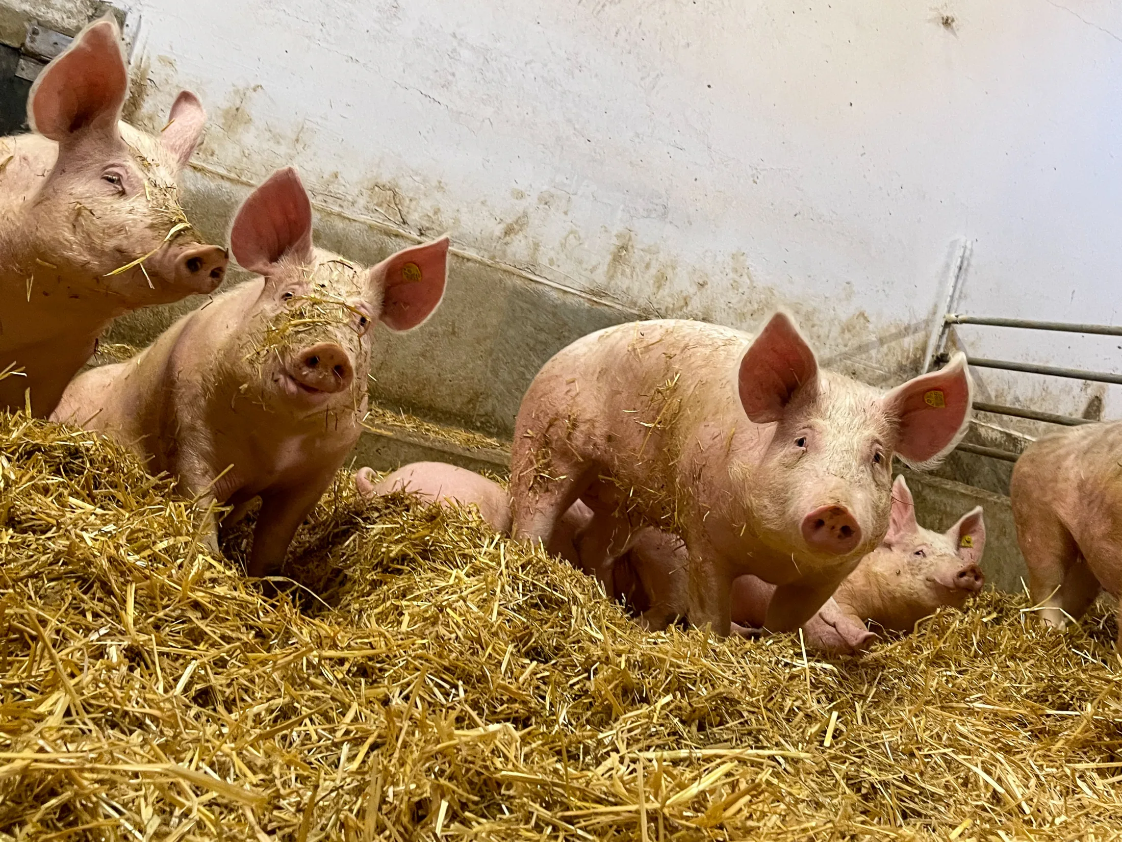Schweine im Strohstall am Hofladen Lackner