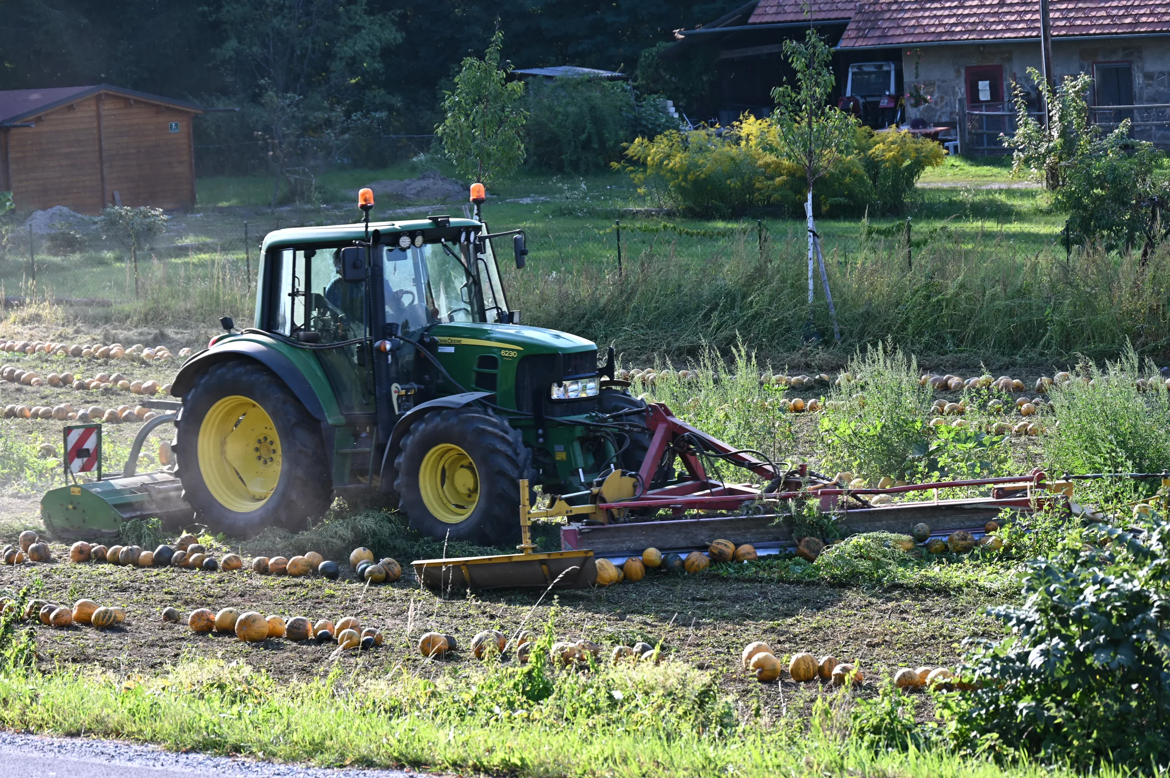 Traktor bei der Kürbisernte am Hof Lackner